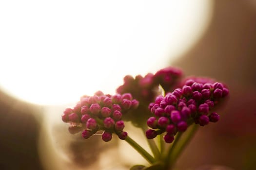 blooming against sunset light