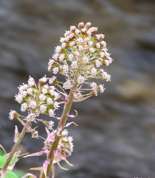 flowering by the greenhouse river