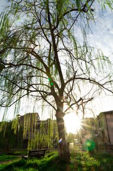 weeping willow tree at sunset