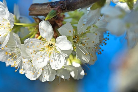 nature in spring various fruit buds and not