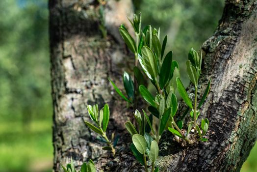 olive sprouts growing on olive tree