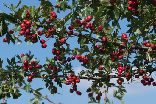 Hawthorn Berries in Late Summer