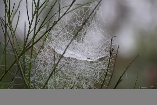 cobweb on broom in the morning breeze