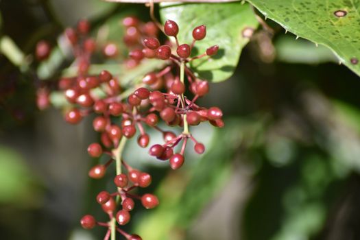 wild bunches in nature colored red