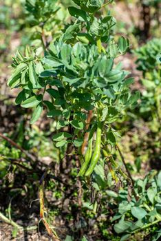 plantation of broad beans ready for harvest