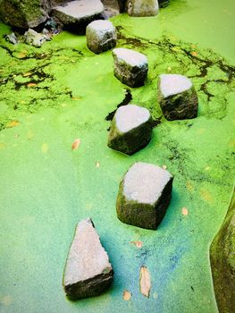 a bridge made from big stones pass through a swamp in a bright day. Vertical Shot