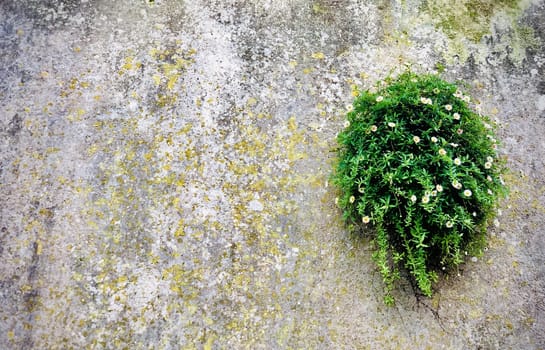 A bunch of daisies growing on the wall. Beautiful and fresh conceptual background 