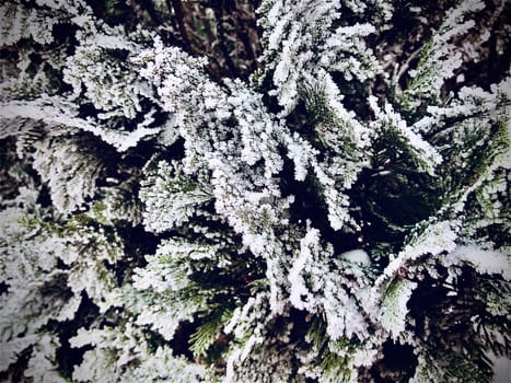 Frosty pine tree in a bright day background close up shot