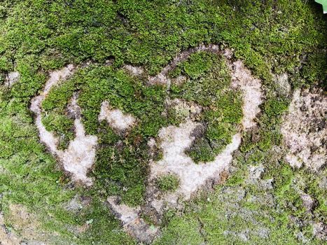Green moss grown in a heart shape on a stone wall. Magical everlasting concept 