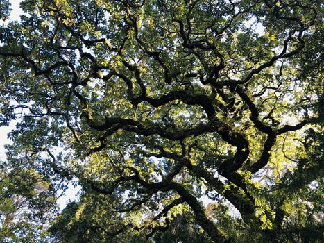 The mystical crown of and very old tree from a park in a bright day. Great nature concept 