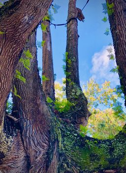 a view through the crown of an old tree in a bright sunny day. Vertical Shot