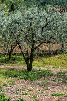 olive tree in summer bloom