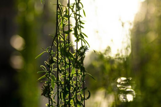 weeping willow tree at sunset