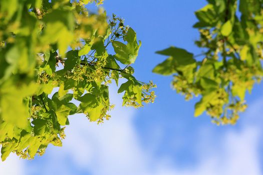 nature in the blue summer sky