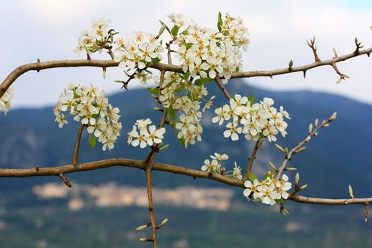 flowering with country detail cesi terni