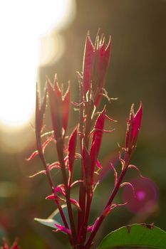 blooming against sunset light