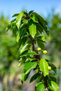 cherry fruit in summer in the sun