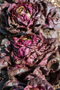 red lettuce that has just blossomed in the sun