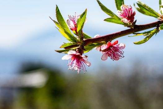 spring coming sprouts growing fruit trees