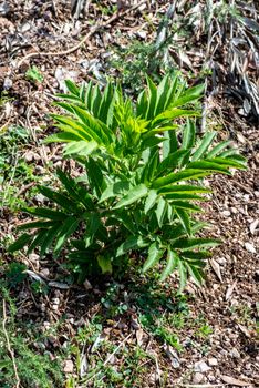 sambuchella growing after rain and sun