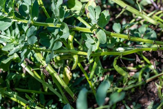 plantation of broad beans ready for harvest