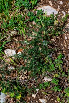 wild asparagus growing in the sun