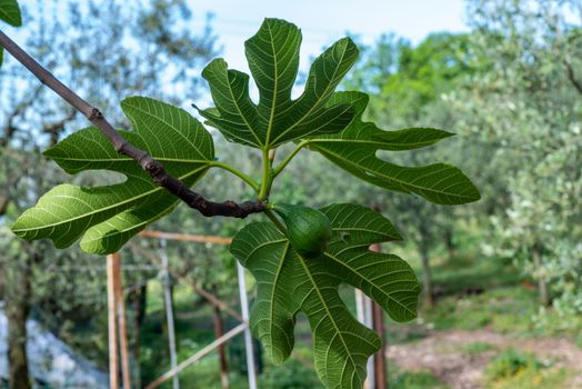 fig plant with freshly grown fig