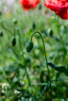 poppy bud about to bloom in the shade