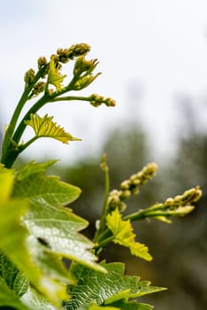 bunches of vines ready for grapes