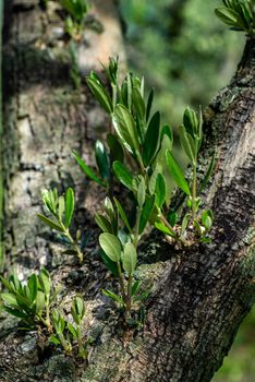 olive sprouts growing on olive tree