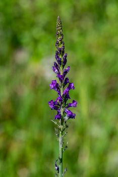 purple linaria just blossomed in the sun