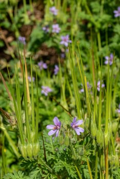 olsynium douglasii blossomed under the sun