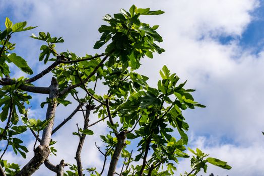 fig tree to the sky under the sun