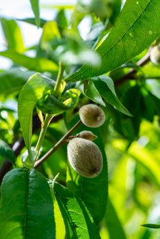 growing almond after water and sun