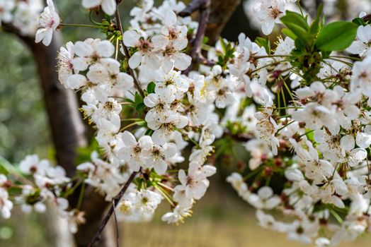 fruit tree just bloomed in summer