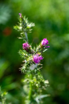 carduus pycnocephalus in bloom with flowers