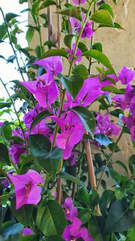 bougainvillea spectbilis climbing plant violet