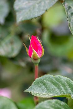 Intense-colored rosebud that has yet to open