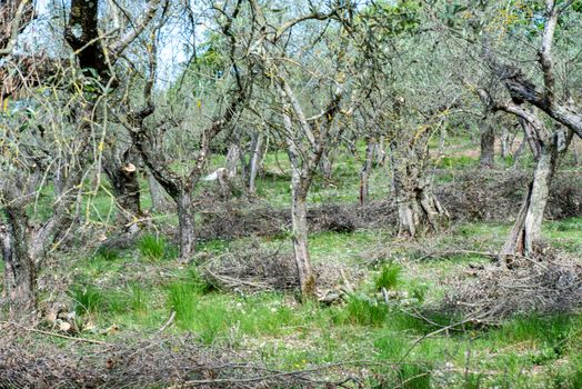 pruning olive trees in early summer