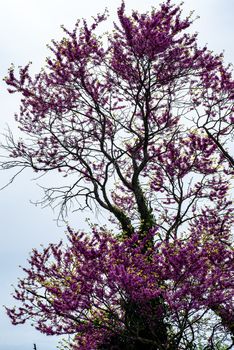 tree with purple leaves in summer
