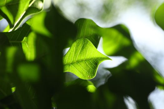 Indian Medicated Plant