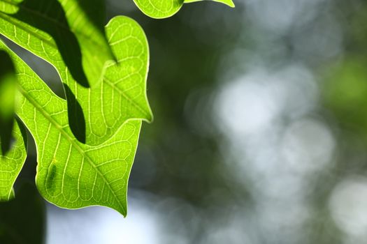 Indian Medicated Plant