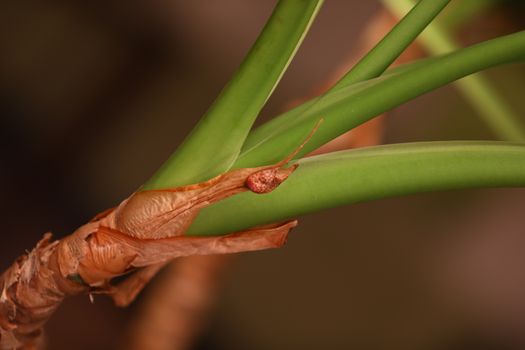 Indian Medicated Plants