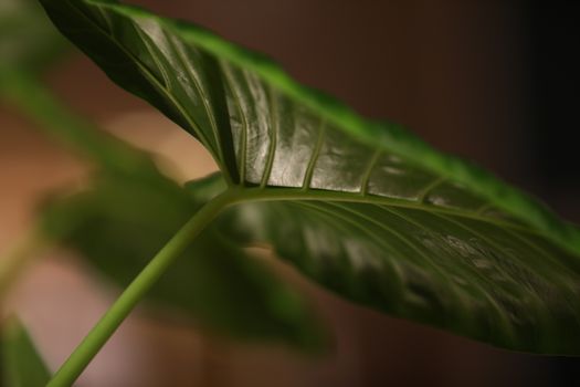 Indian Medicated Plants