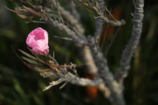 Closeup shot of Flowers