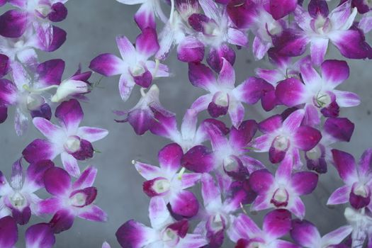 Closeup shot of Flowers