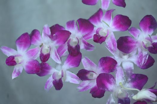 Closeup shot of Flowers