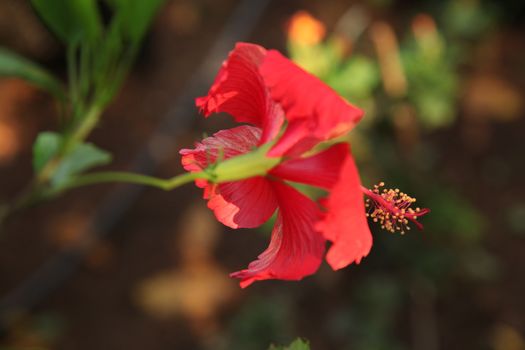 Closeup shot of Flowers