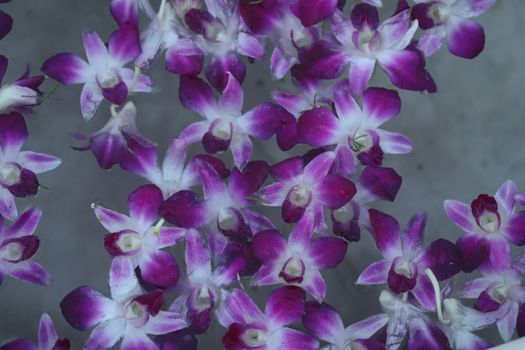 Closeup shot of Flowers