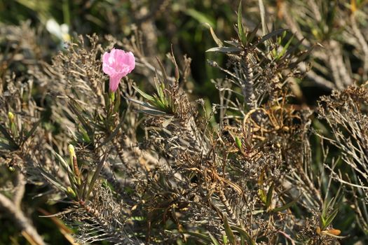 Closeup shot of Flowers